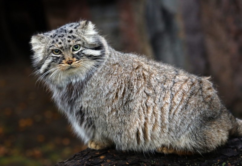 Сибирский дикий кот Манул