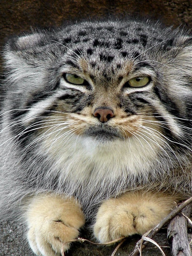 Палласов кот