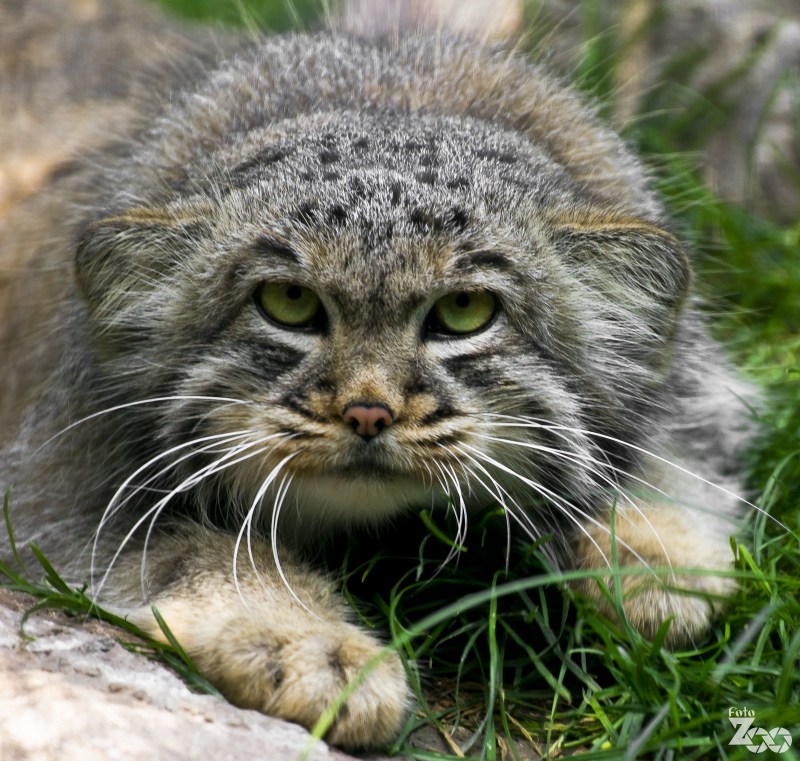 Кот Манул