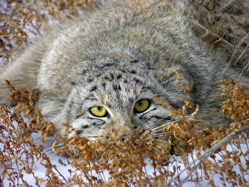 Кот Сибирский Манул