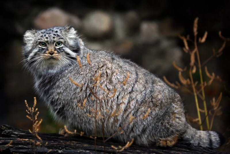 Сибирский дикий кот Манул
