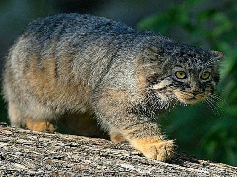 Кот Манул