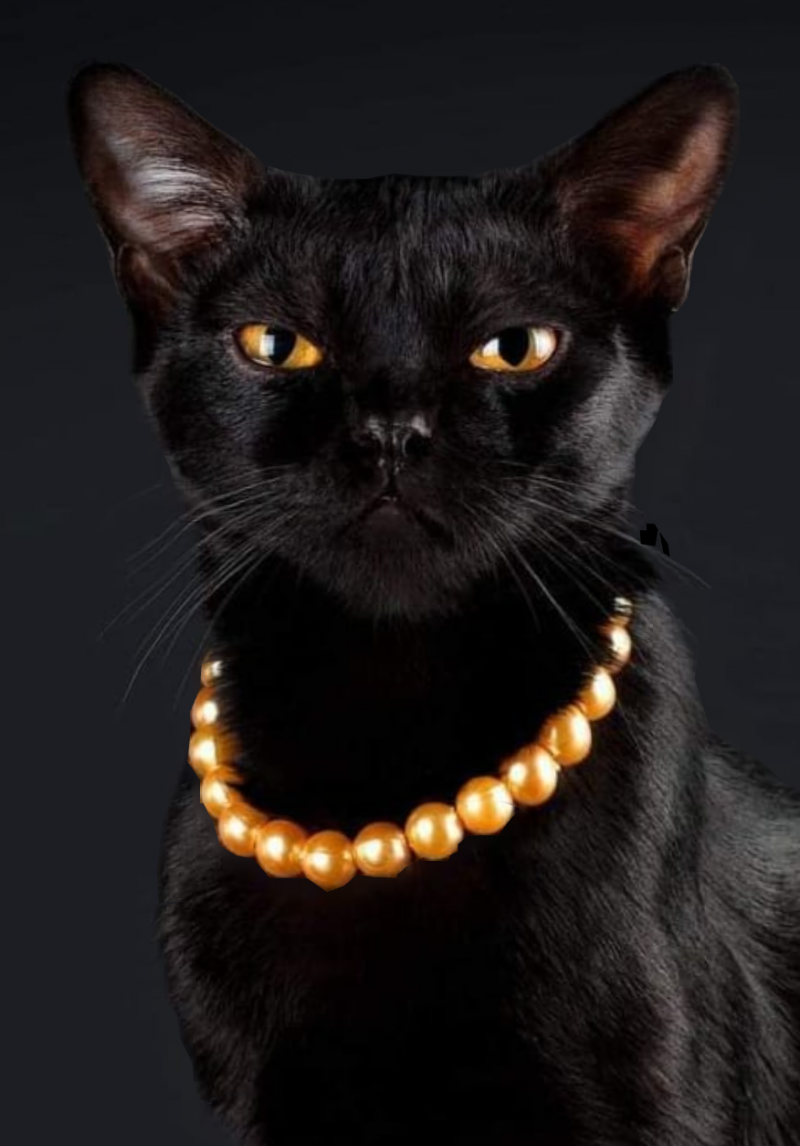 Бомбейская кошка