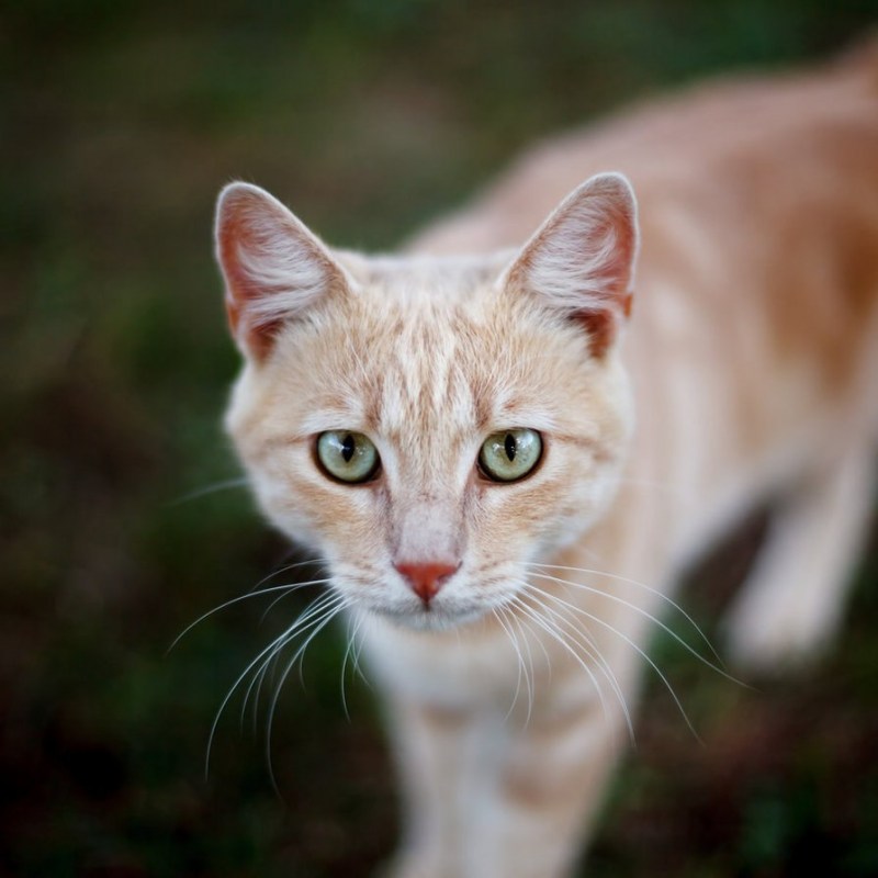 Грациозная кошка