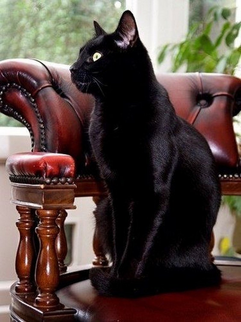 Изящная кошка