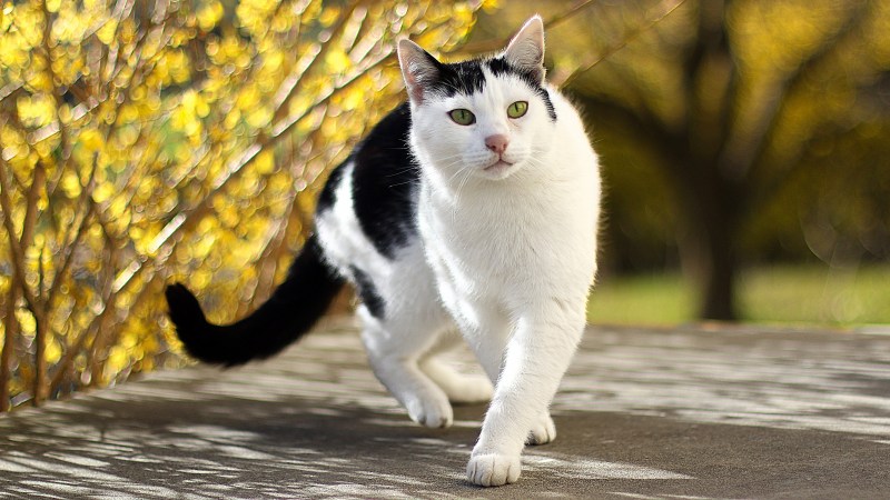 Бурмилла рыжая котята