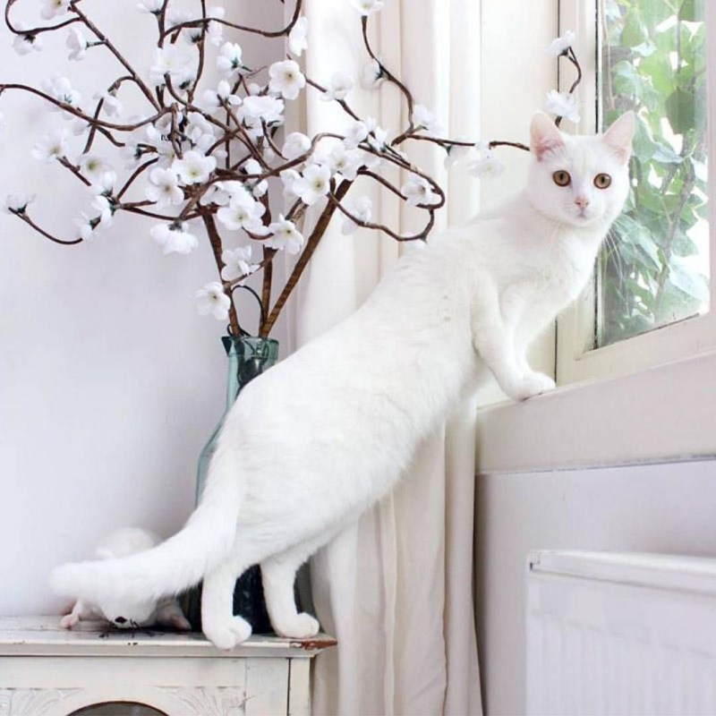 Красивая белая кошка