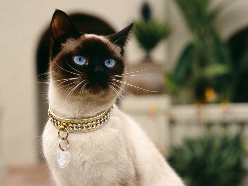 Настоящая Сиамская кошка