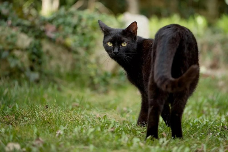 Грациозная кошка