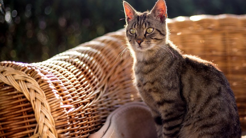Изящная кошка