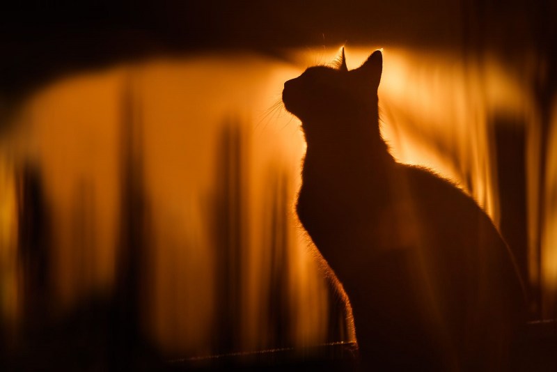 Тень кота