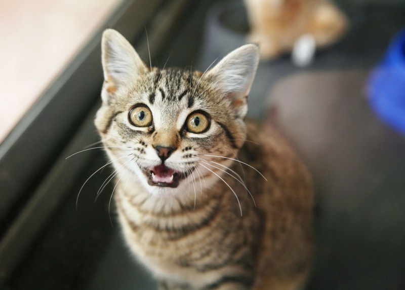Кошка мяукает