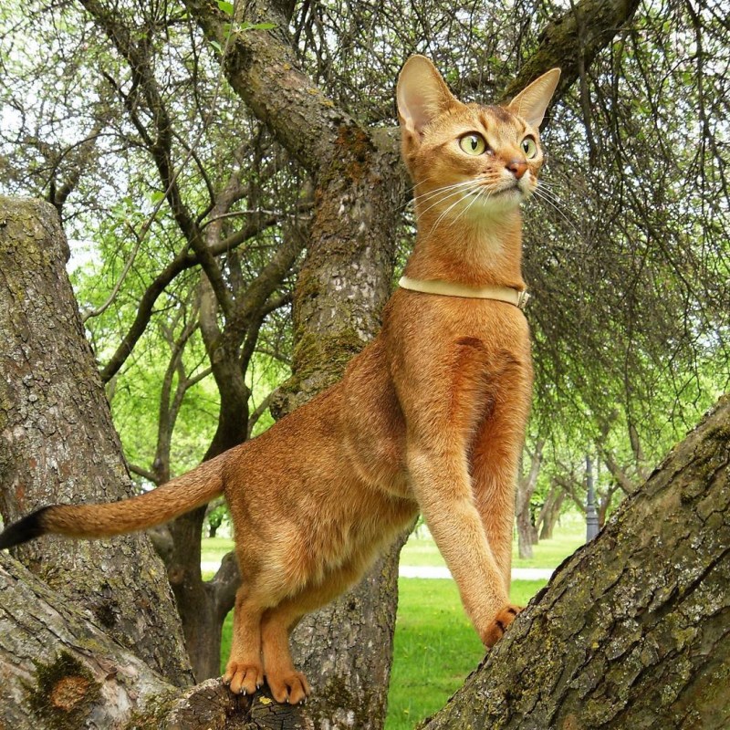Белый абиссинский кот