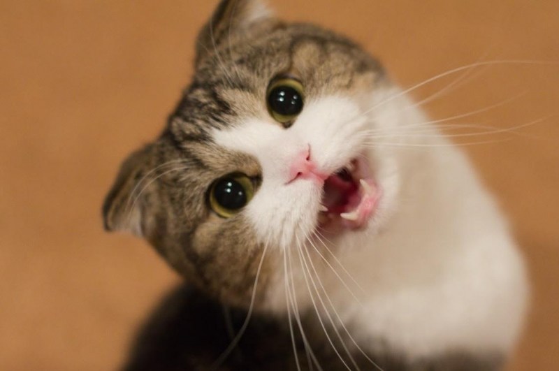 Кошка мяукает
