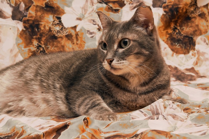 Абиссинская кошка