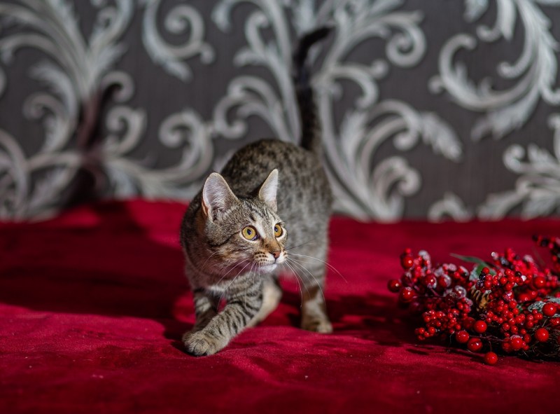Утонченная кошка