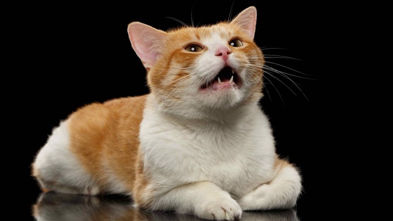 Мяу кошка орет
