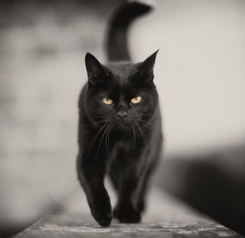 Кошечка черная
