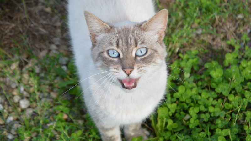 Мяуканье котят