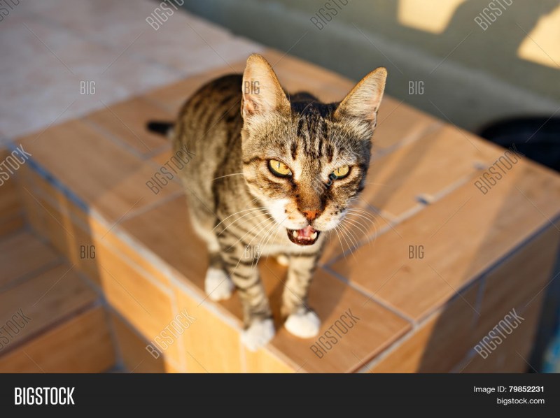 Кот мяукает