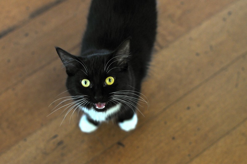 Мяуканье котят