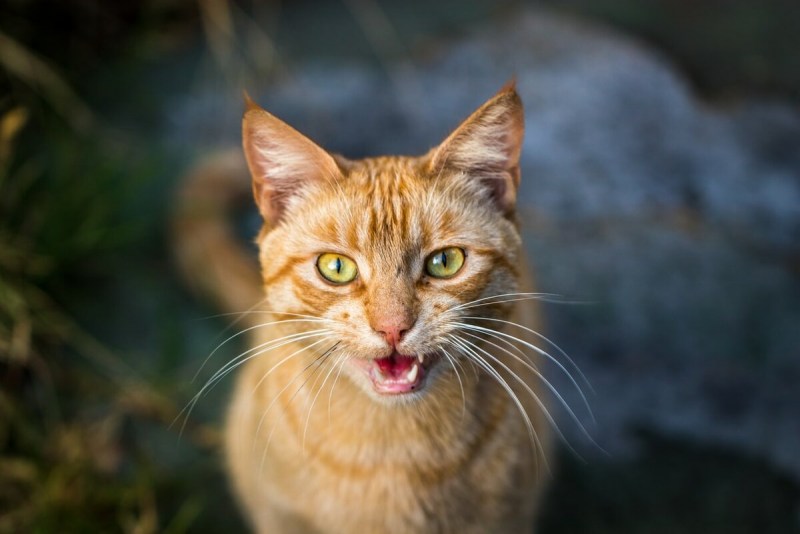 Кошка жалобно мяукает