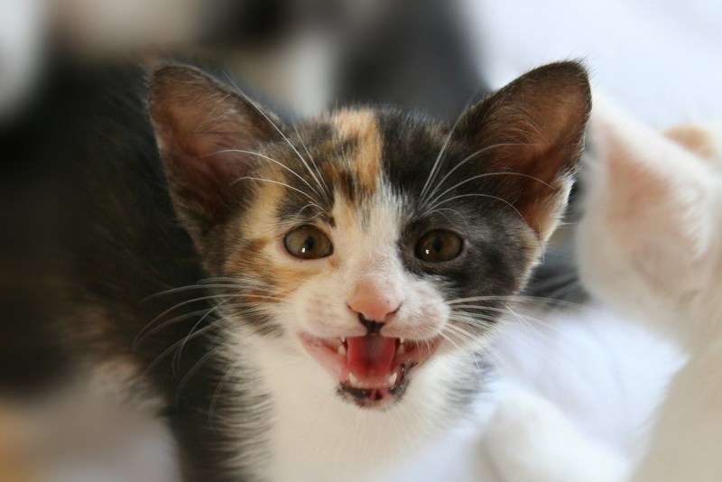 Котенок мяукает