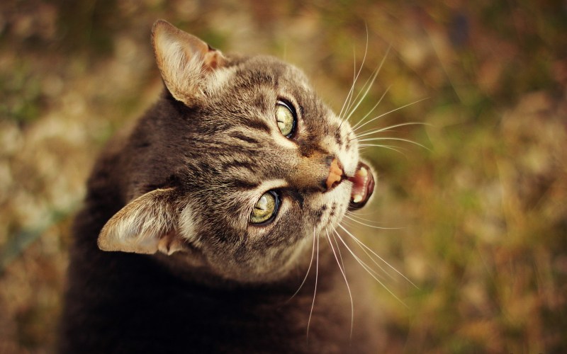 Коты вопросительный взгляд