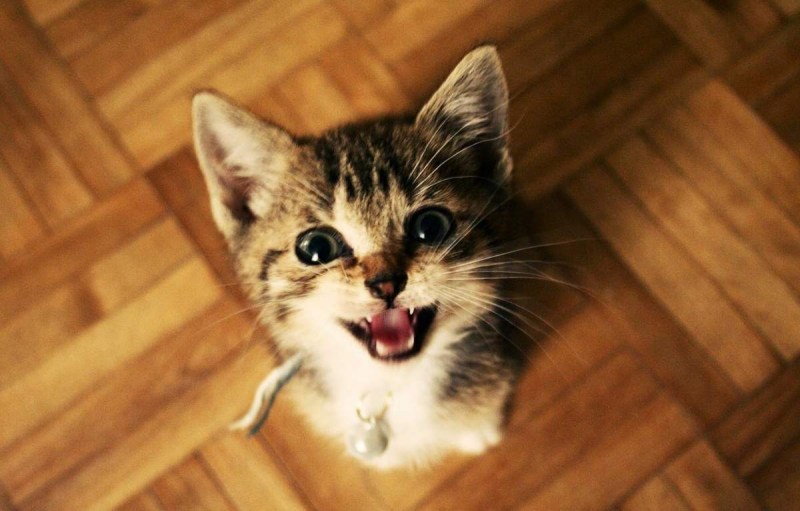 Котенок смешно