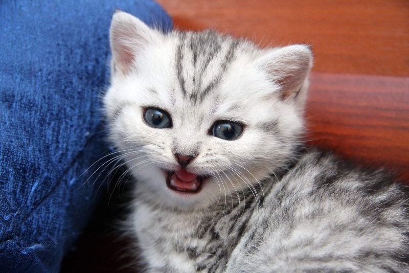 Котятки мяукают