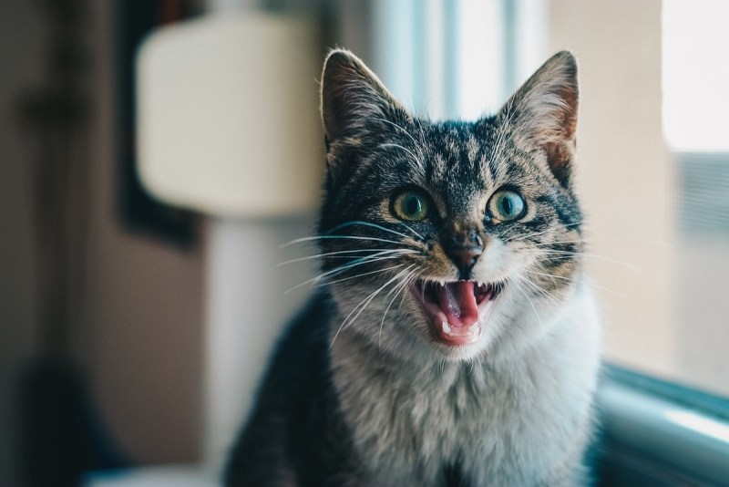 Кошка с приоткрытым ртом