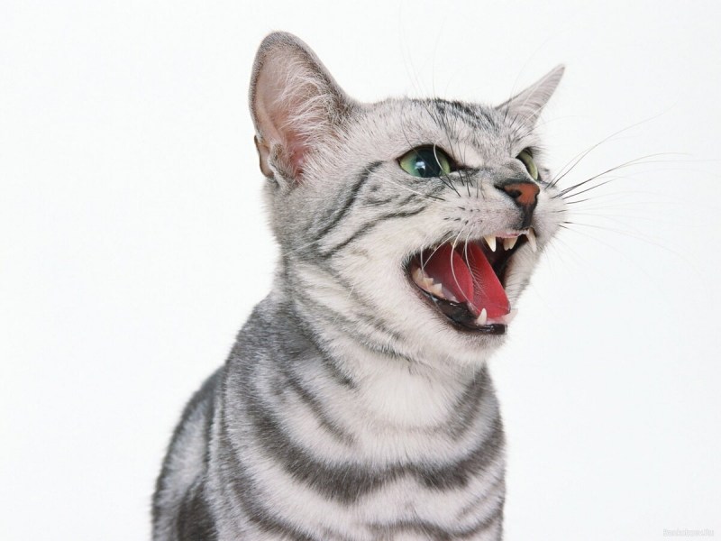 Котенок орет