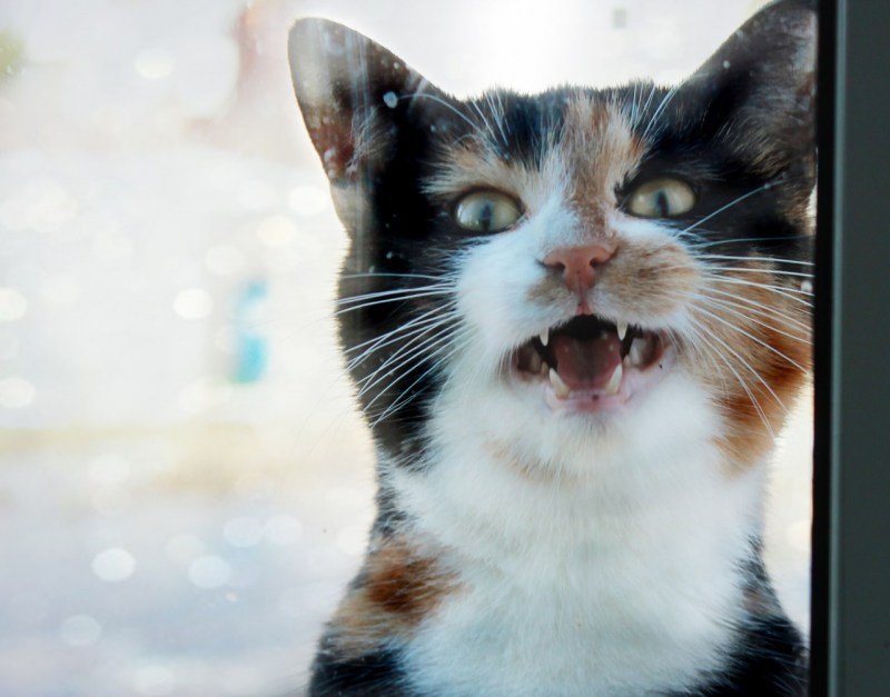 Котята которые мяукают