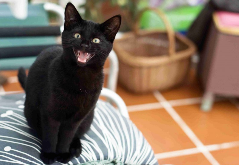 Кошка мяукает