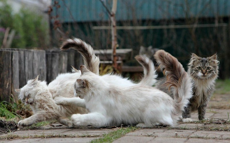 Драка кошек