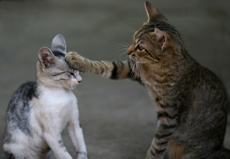 Коты дерутся