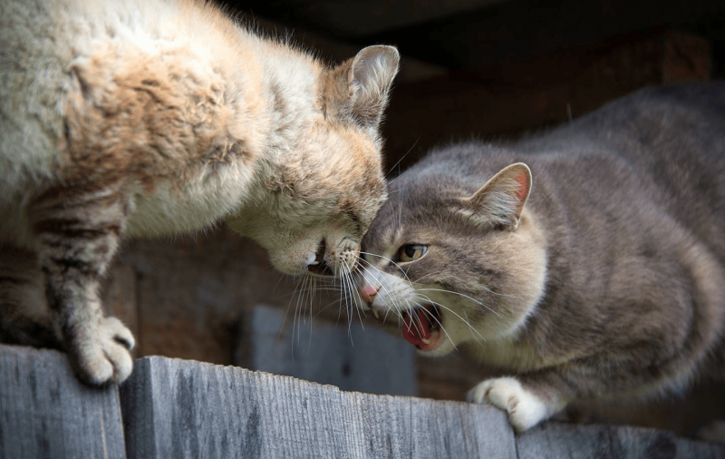 Котята дерутся