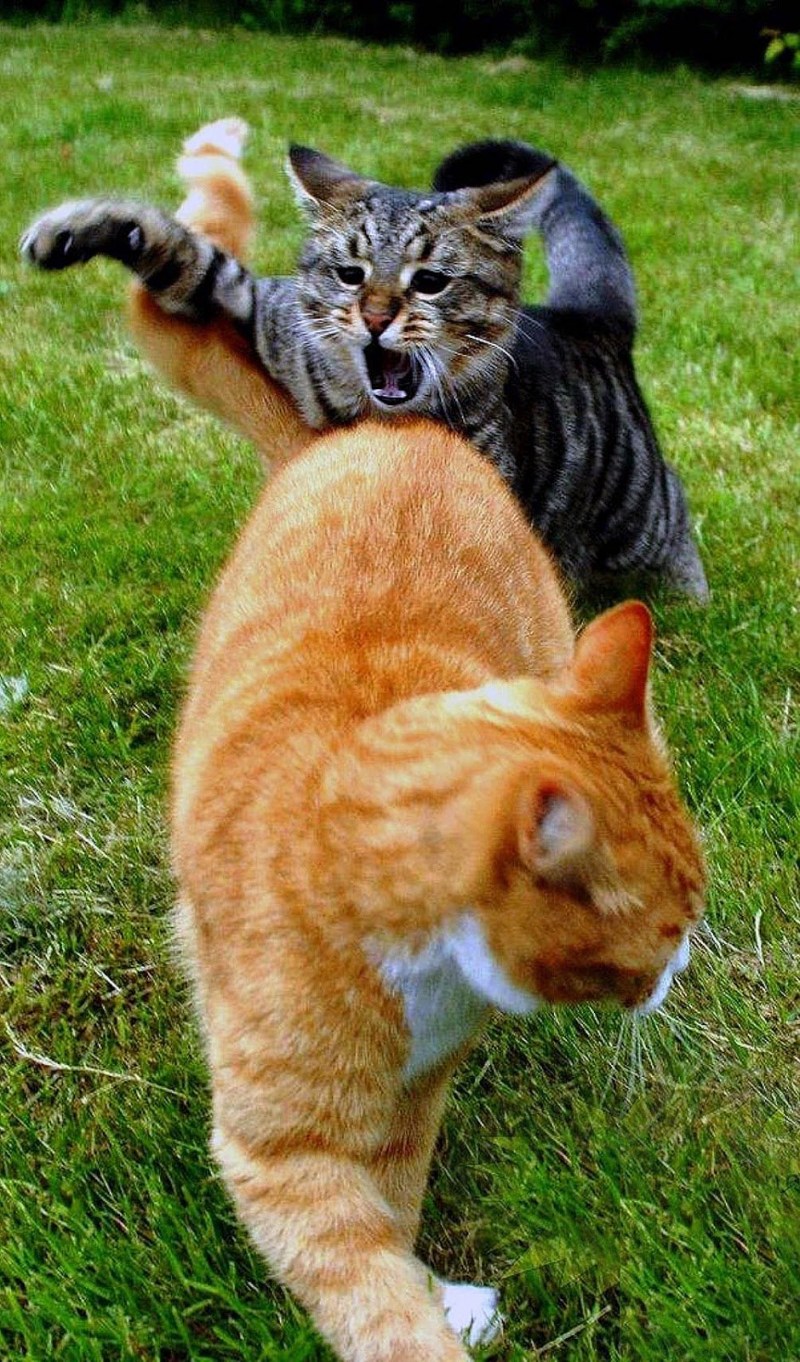 Коты драчуны