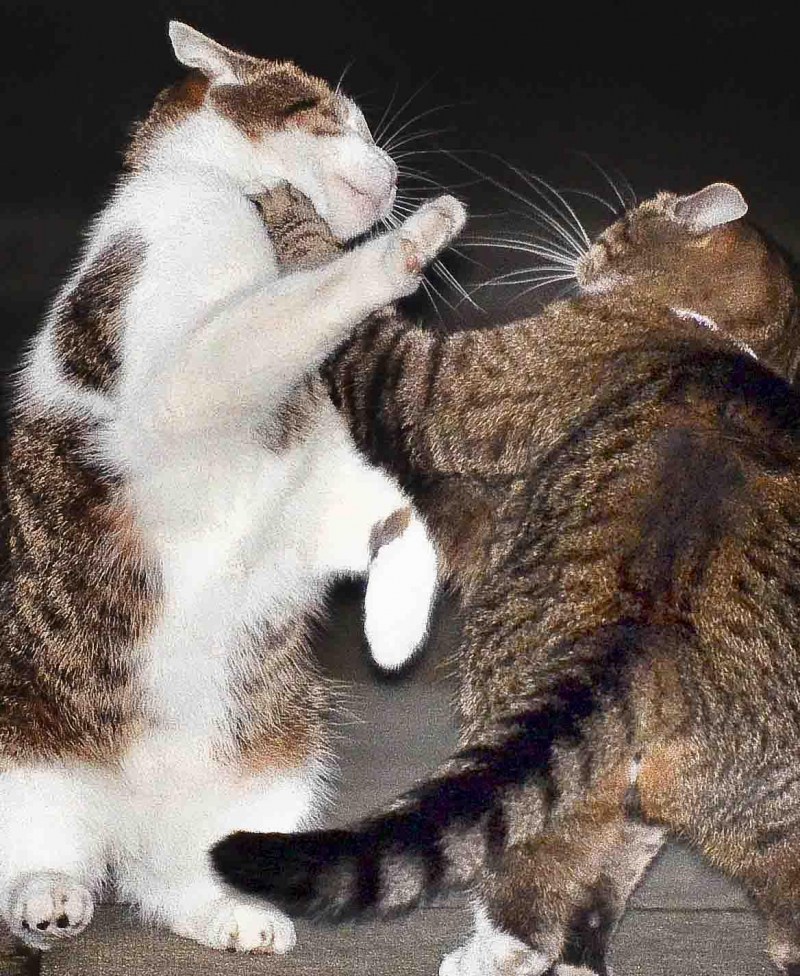 Котята дерутся