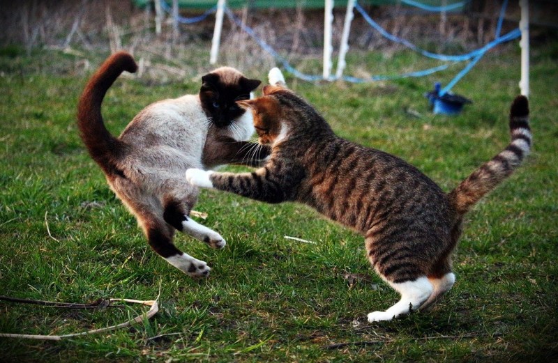 Коты дерутся