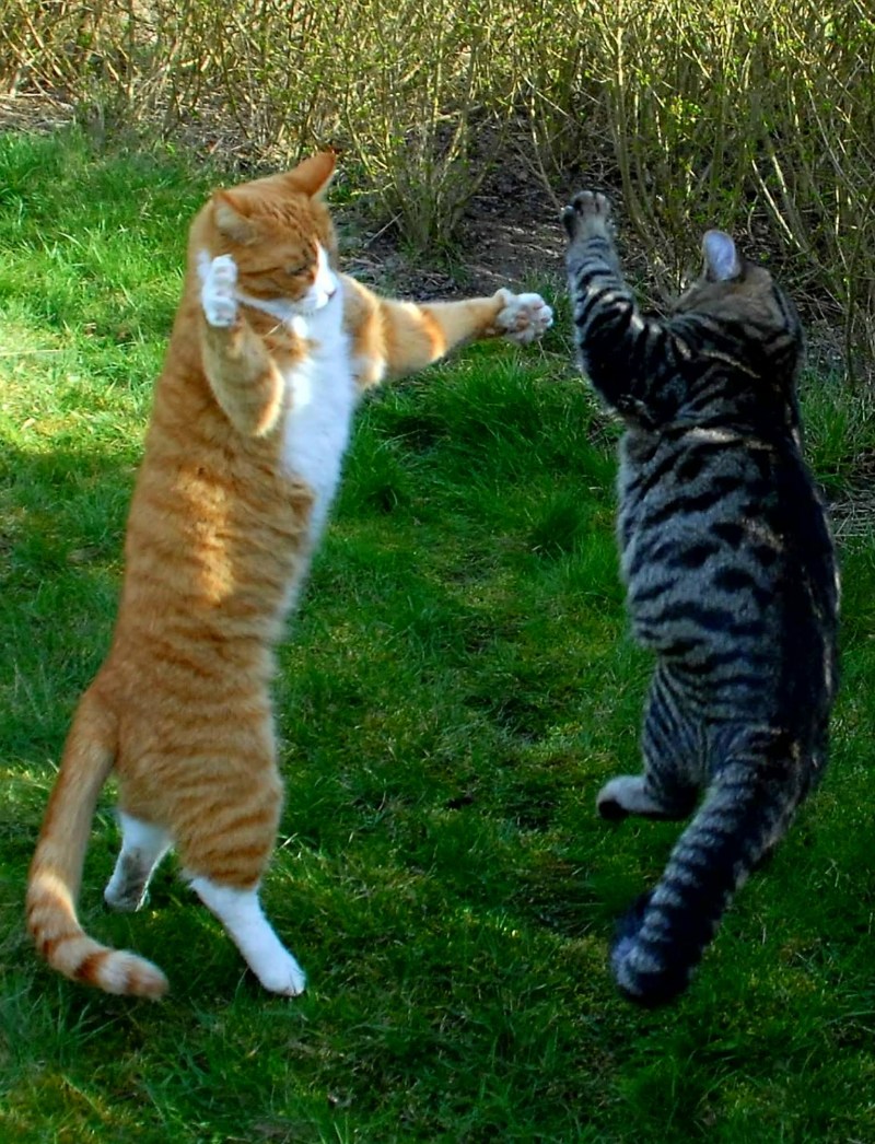 Коты дерутся