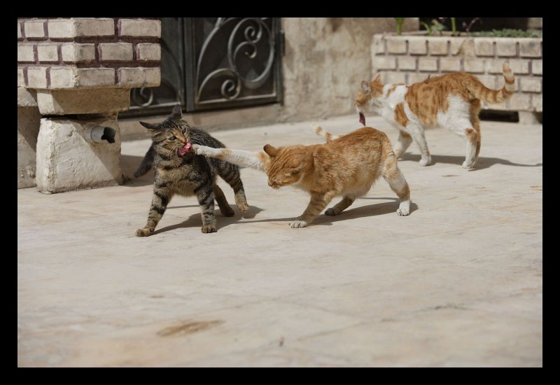 Коты ругаются