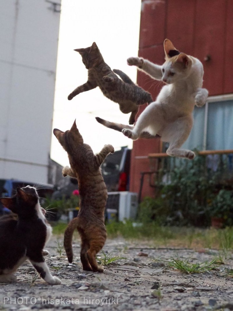 Котята дерутся