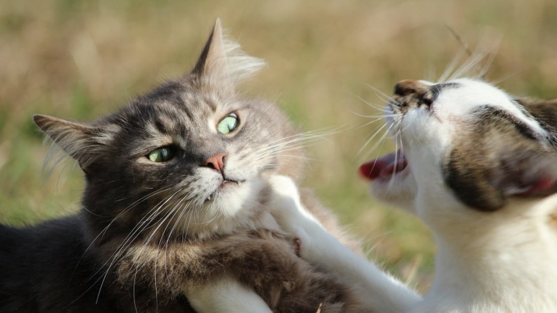 Коты дерутся