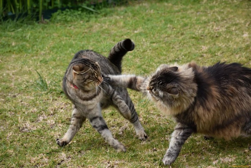 Котята дерутся