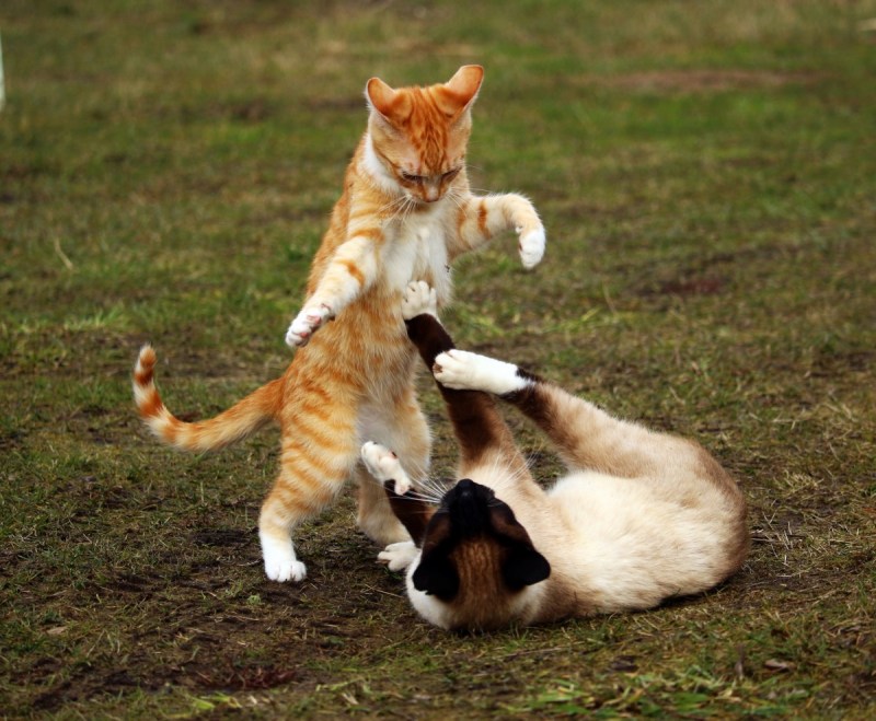 Коты дерутся