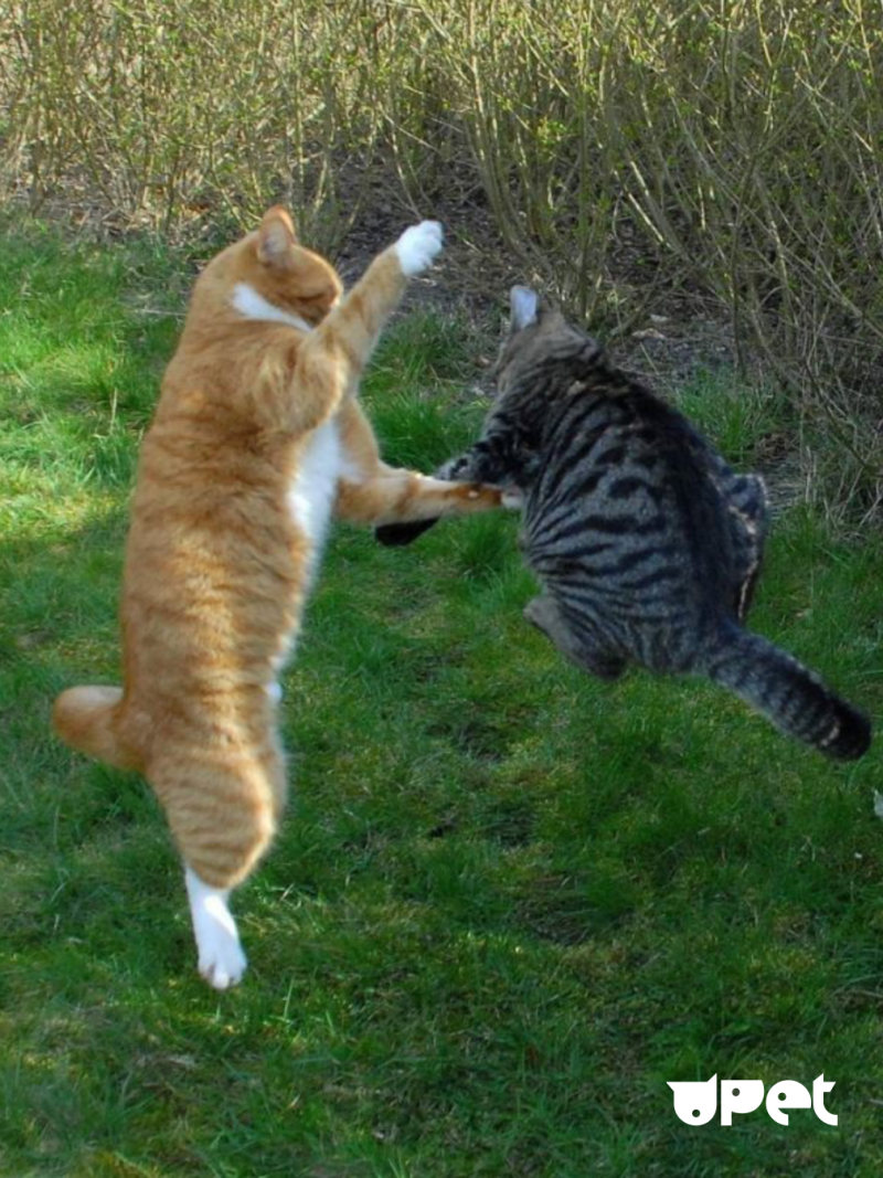 Коты драчуны
