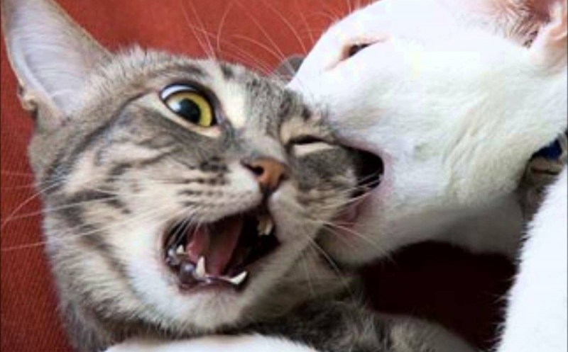 Котики ругаются