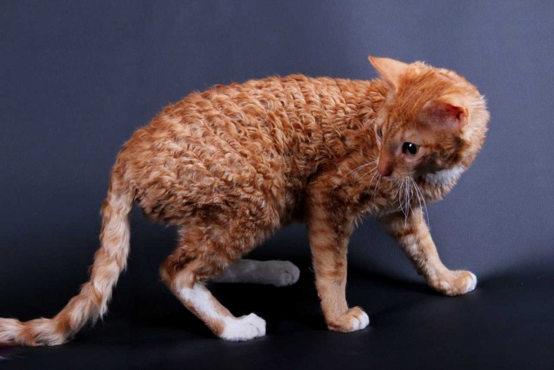 Уральский рекс короткошерстный