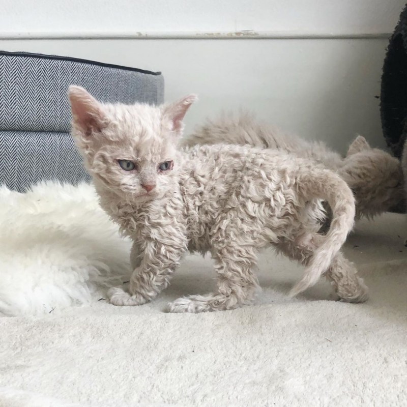 Кот Селкирк рекс